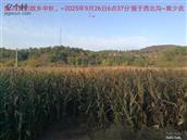 辽宁省,朝阳市,龙城区,半拉山街道,半拉山村