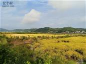 四川省,眉山市,丹棱县,顺龙乡,幸福村