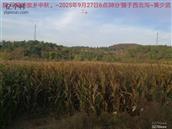 辽宁省,朝阳市,龙城区,半拉山街道,半拉山村