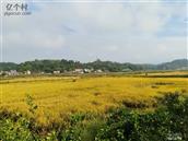 四川省,眉山市,丹棱县,顺龙乡,幸福村