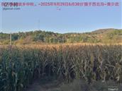 辽宁省,朝阳市,龙城区,半拉山街道,半拉山村