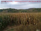 辽宁省,朝阳市,龙城区,半拉山街道,半拉山村