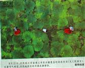 江苏省,泰州市,靖江市,东兴镇,惠圣村