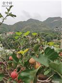 辛开口村 八月十五，秋收了