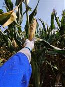 河北省,邯郸市,馆陶县,路桥乡,北曹庄村