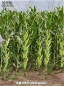 河南省,周口市,郸城县,宁平镇,牛庄村