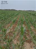 山东省,聊城市,东昌府区,梁水镇,郑营村