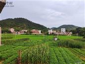 云桂村 