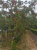 吉林省,吉林市,舒兰市,水曲柳镇,岗街村