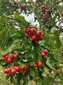 山东省,淄博市,沂源县,燕崖镇,东白峪村