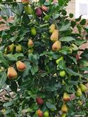 内蒙古,巴彦淖尔市,杭锦后旗,二道桥镇,繁荣村