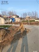 江苏省,连云港市,灌南县,张店镇,小圈村