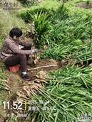 山东省,临沂市,沂水县,崔家峪镇,胡同峪村