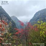 甘肃省,陇南市,成县,沙坝镇,桦树村