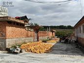 山东省,烟台市,海阳市,行村镇,夼里村