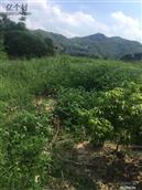 广东省,广州市,增城区,小楼镇,黄村