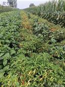 河南省,周口市,郸城县,宁平镇,牛庄村