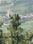 山东省,青岛市,黄岛区,六汪镇,花沟村