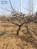 河北省,邯郸市,馆陶县,柴堡镇,东付庄村