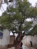 河北省,邢台市,南宫市,大屯乡,大屯村