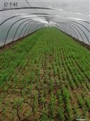 杨庄村 为了把家乡建设的更加美丽而努力，杨庄村