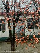 甘肃省,庆阳市,镇原县,上肖乡,净口村