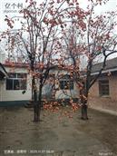 甘肃省,庆阳市,镇原县,上肖乡,净口村