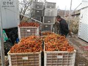 山西省,大同市,灵丘县,赵北乡,跃子沟村