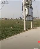 河南省,周口市,商水县,大武乡,洼刘村