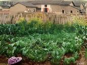 广西,贺州市,八步区,贺街镇,龙马村