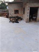 陕西省,安康市,汉滨区,关家镇,小关村