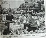 福建省,宁德市,寿宁县,大安乡,大熟村