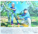 山西省,阳泉市,郊区,平坦镇,魏家峪村