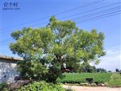 山东省,日照市,莒县,中楼镇,库山子村