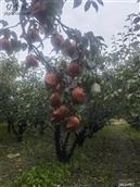 山西省,吕梁市,文水县,南安镇,谢家寨村