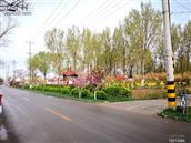 山东省,潍坊市,寿光市,圣城街道,沙阿村