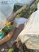 山东省,聊城市,东昌府区,沙镇镇,后高村