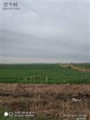 江苏省,连云港市,灌云县,图河乡,腰庄村