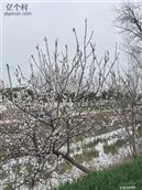 河南省,商丘市,永城市,苗桥镇,李黑楼村