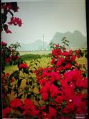 广西,百色市,德保县,马隘镇,马隘村