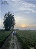 河南省,周口市,郸城县,宁平镇,常和集村