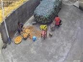 广西,贺州市,八步区,贺街镇,龙马村