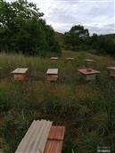 王大户村 原生态土蜂蜜