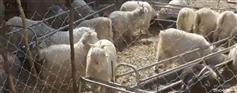 王大户村 绒山羊养殖场