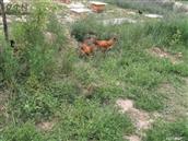 王大户村 大山里的跑山鸡