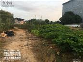 广东省,广州市,增城区,小楼镇,黄村