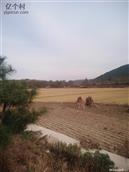 辽宁省,大连市,普兰店市,安波镇,郑屯村