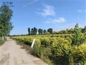 河北省,保定市,定州市,庞村镇,东只东村