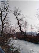 辽宁省,大连市,普兰店市,安波镇,郑屯村