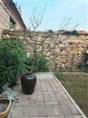 山东省,日照市,五莲县,街头镇,迟家庄村